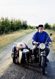 Filmplakat zu "Die letzte Sau". Ein Mann fährt mit einer Sau auf dem Beiwagen seines Motorrads über eine schmalen Schotterweg.